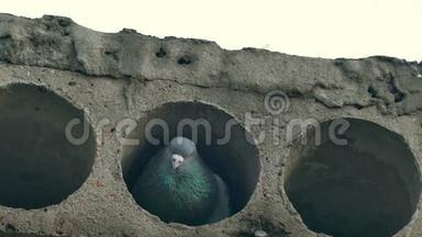 灰野鸽鸟坐在混凝土板上